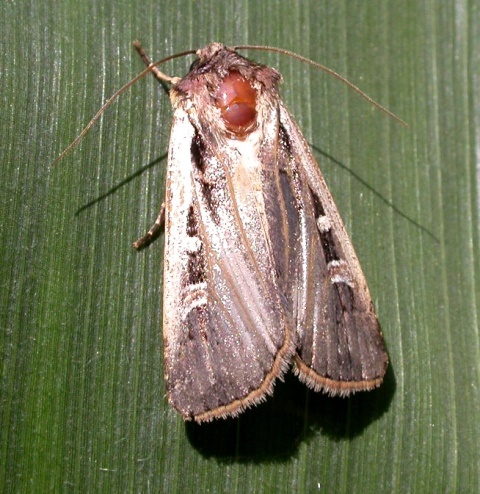 WESTERN BEAN CUTWORM